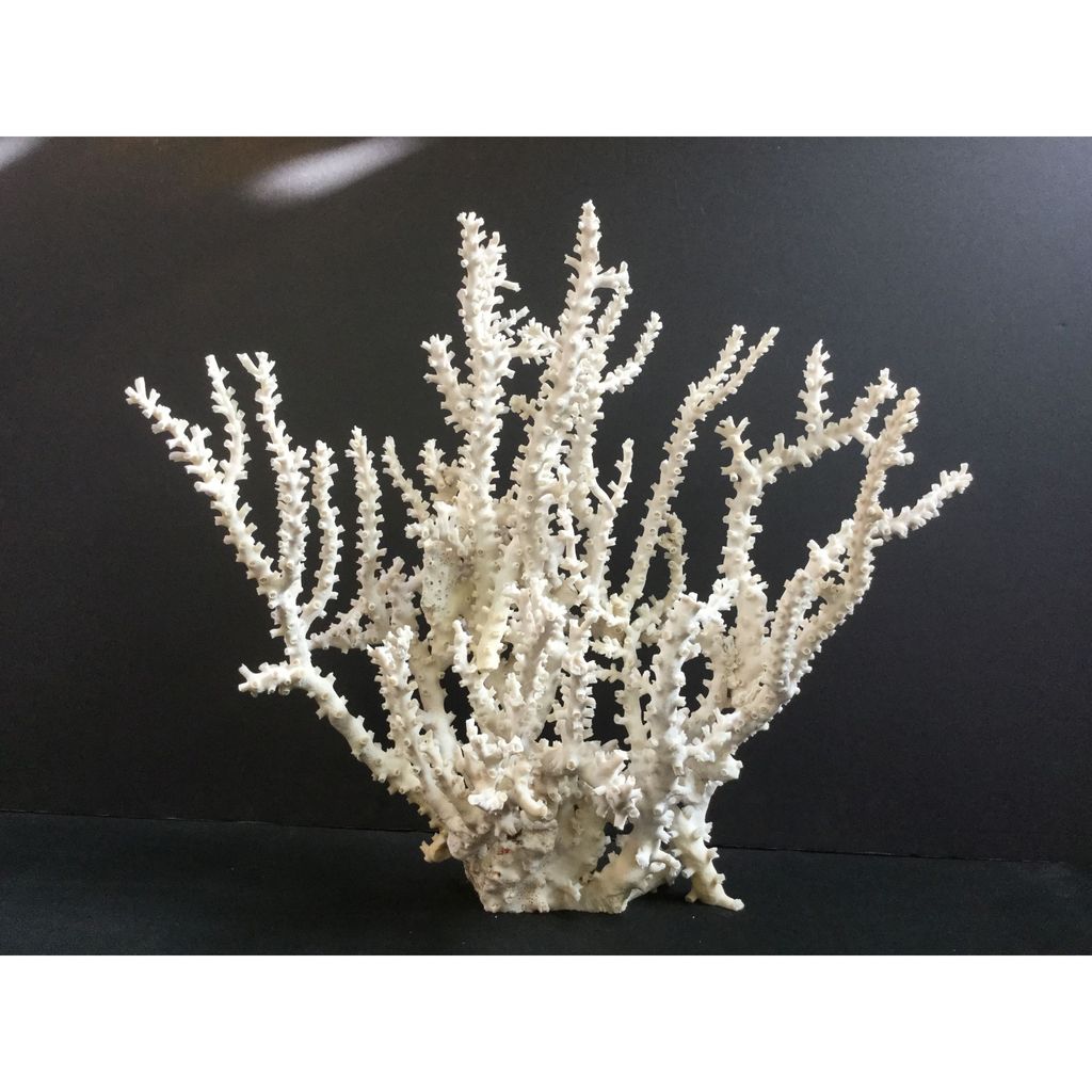 Preview image for Octopus Coral Creation On Acrylic Base Large