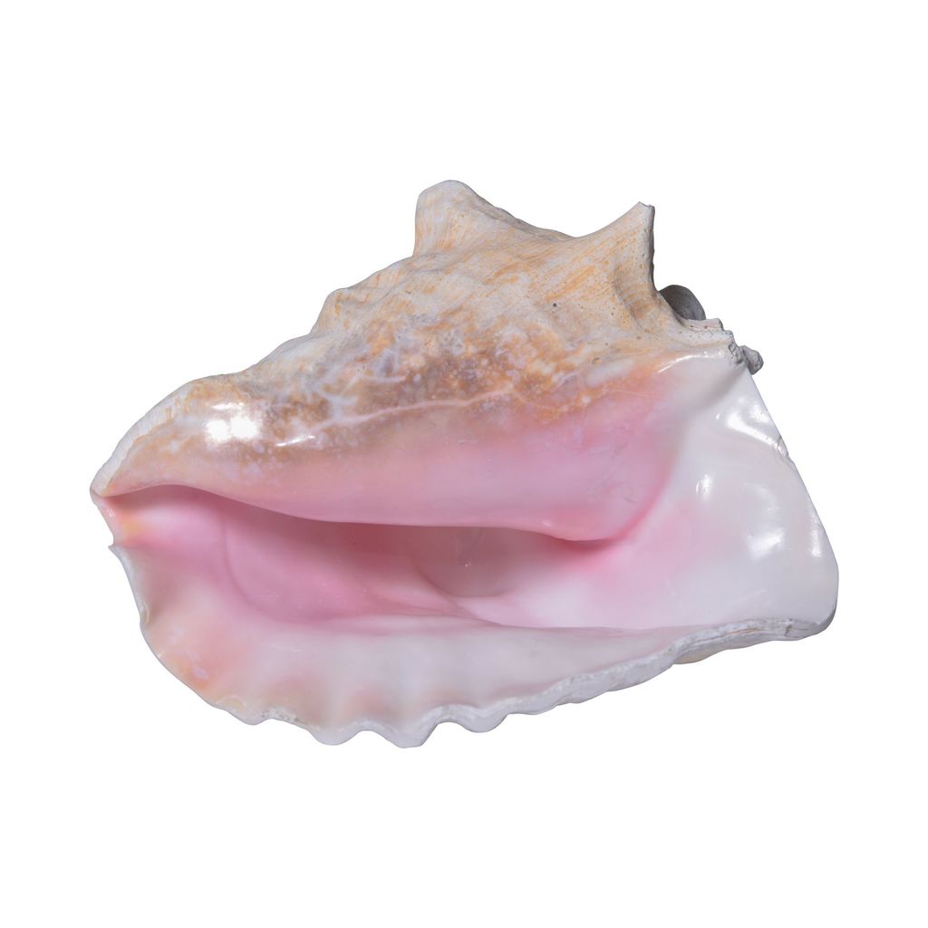 Pink Conch Shell 8-10 Inch