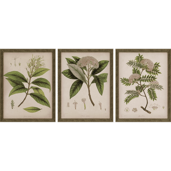 Plants Ii, Set Of 3