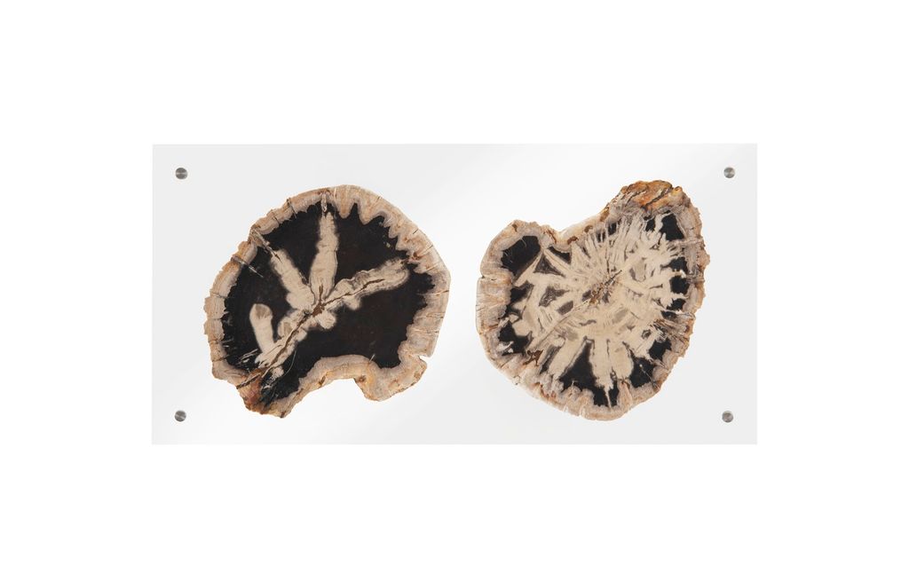 Preview image for Floating Petrified Double Slice Wall Art