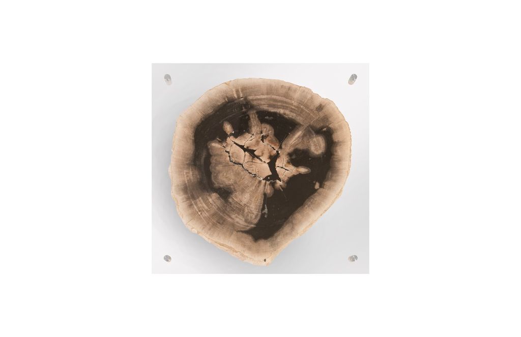 Preview image for Floating Petrified Slice Wall Art, Assorted