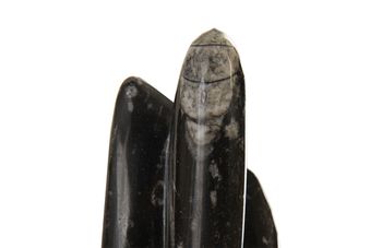 Fossilized Squid Sculpture, Assorted