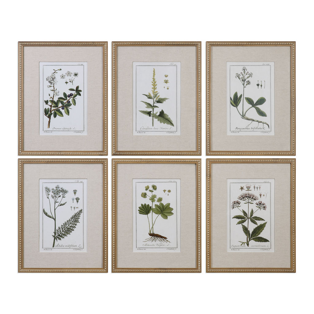 loral Botanical Study Prints Set of 6