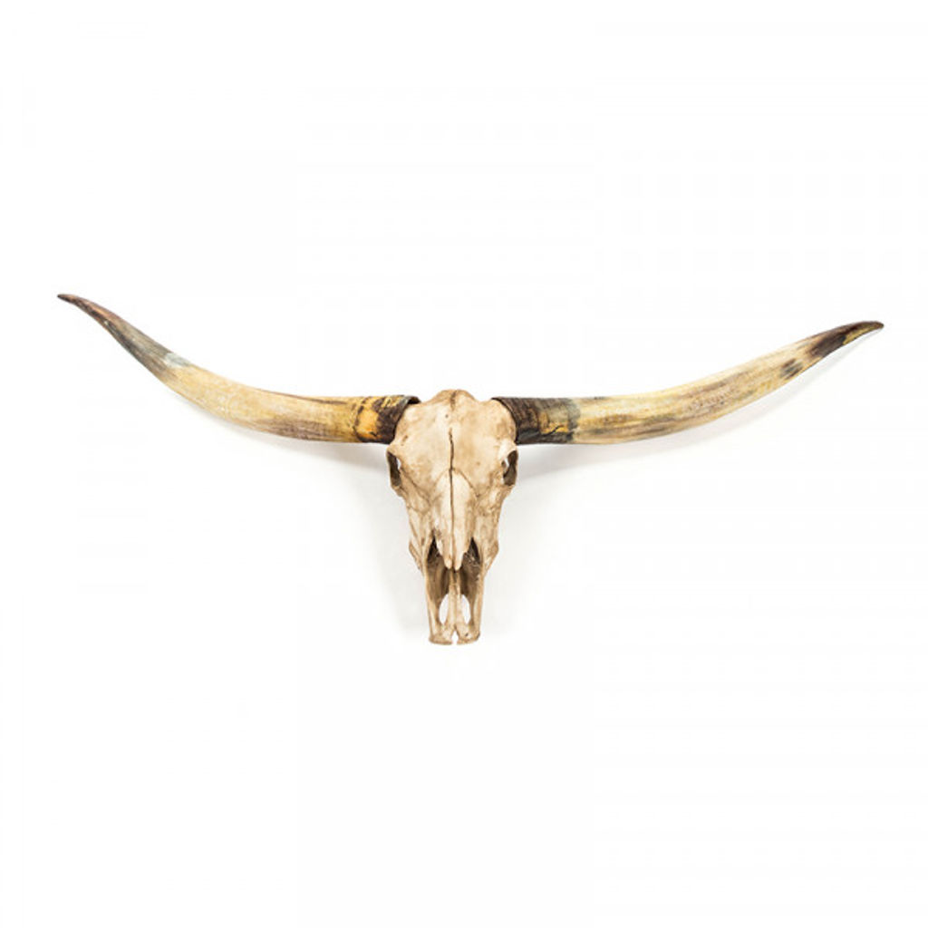 Texas Long Horn Skull