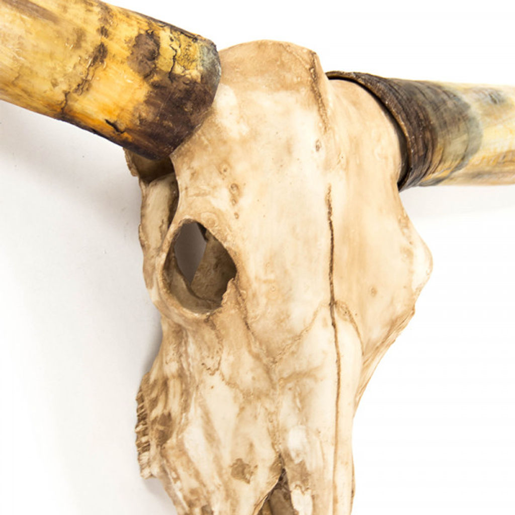 Texas Long Horn Skull