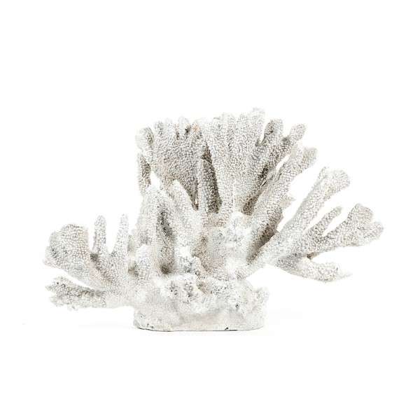 White Coral